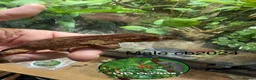 Gecko reptiles for sale: Male and unsexed red gargoyle geckos.  - Advert 3