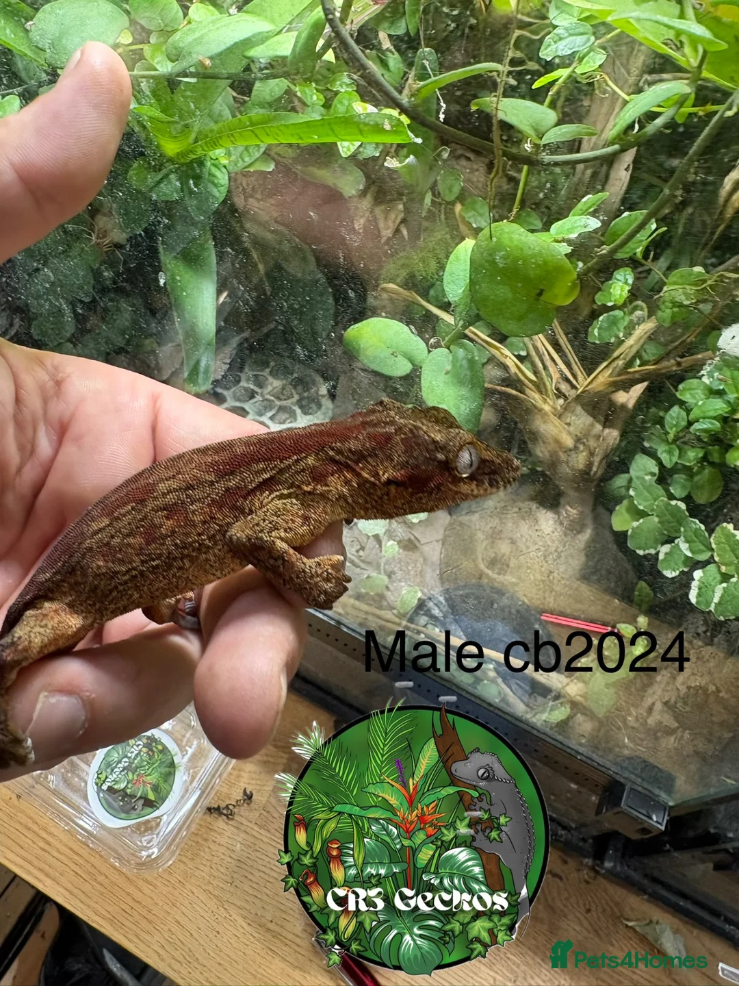 Gecko reptiles for sale: Male and unsexed red gargoyle geckos.  - Advert 2