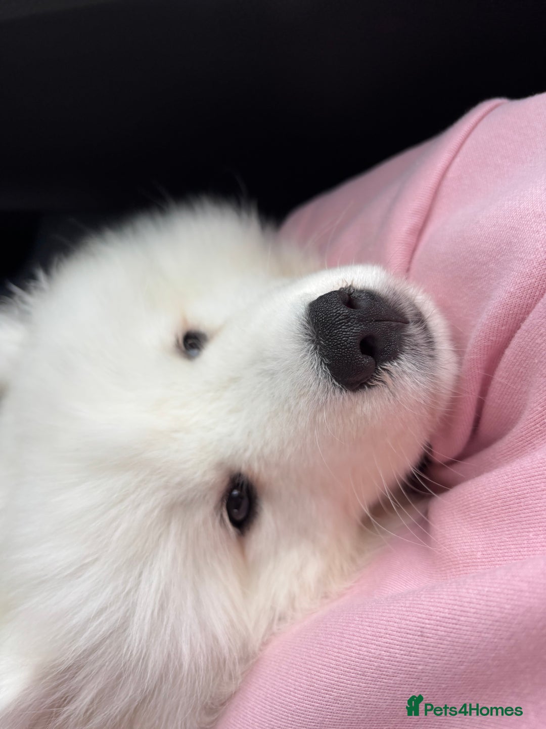 Samoyed dogs for sale: 🐾 Beautiful KC Registered Samoyed – 7 Months Old - Advert 5