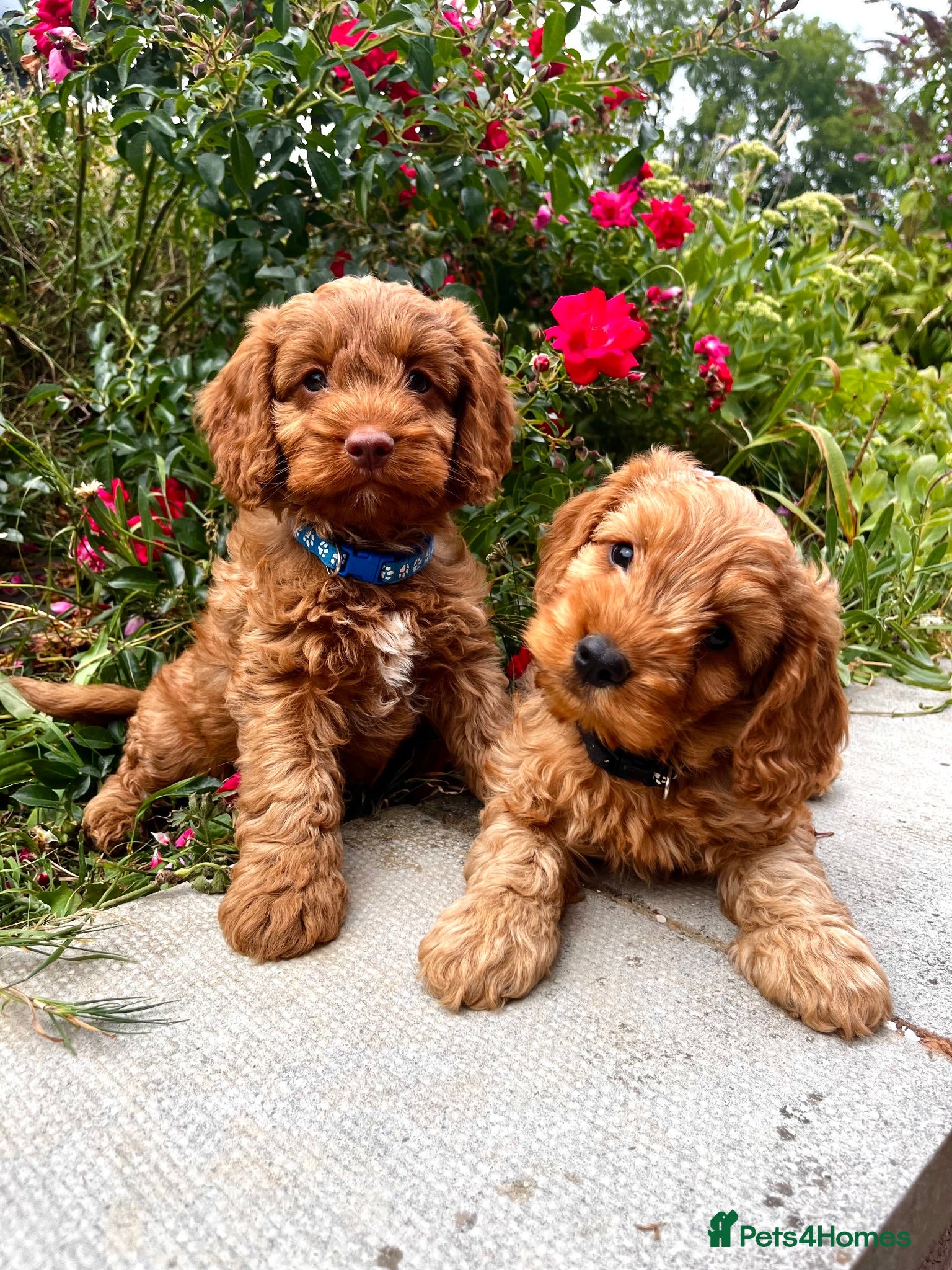 Cockapoo dogs for sale: Toy Cockapoo Puppies (Health Tested) F1 - Advert 1
