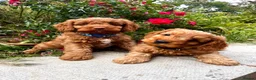 Cockapoo dogs for sale: Toy Cockapoo Puppies (Health Tested) F1 - Advert 1