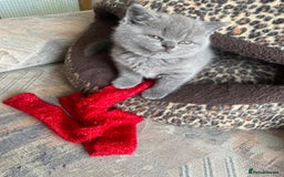 British Shorthair cats for sale: British Blue Shorthair Kittens - Image 5