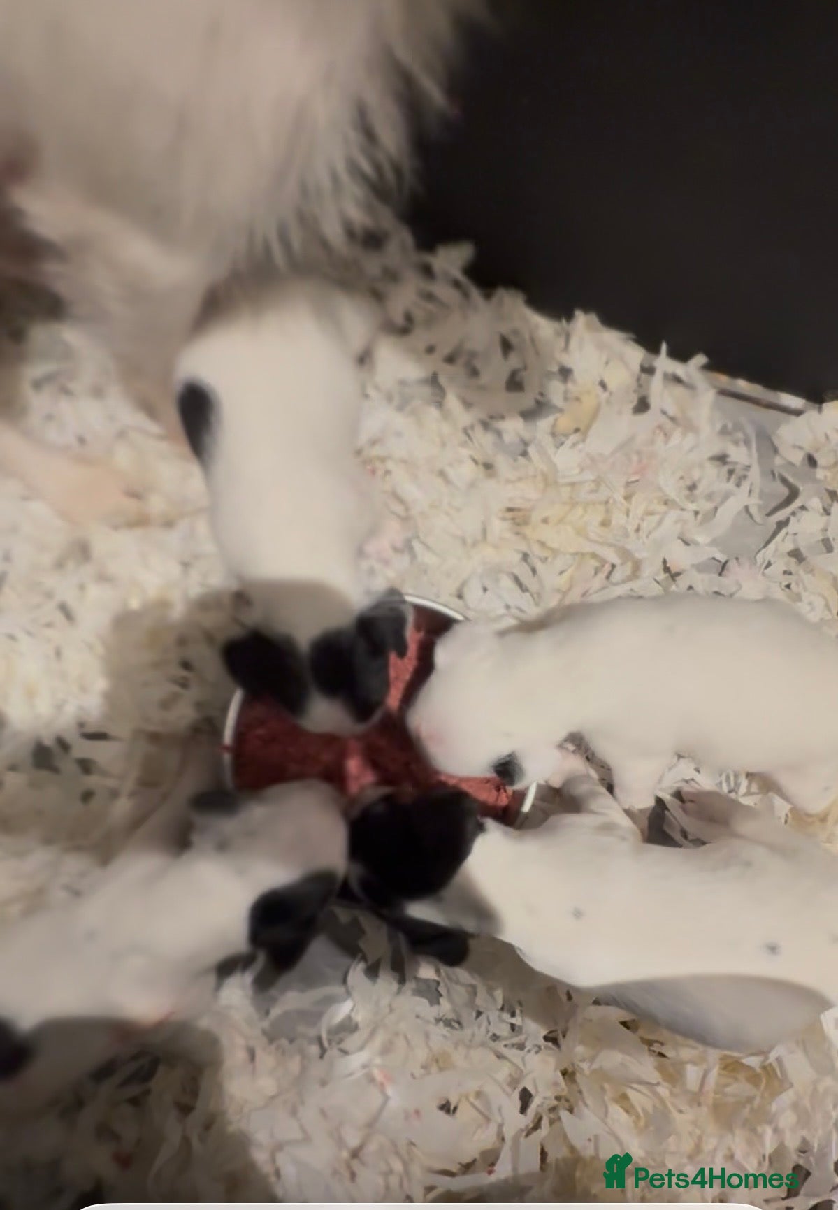 Jack Russell dogs Jack Russell puppies  - Advert 2