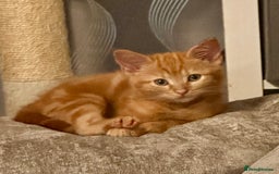 Ragdoll cats for sale: Calicox ragdolls - Image 6