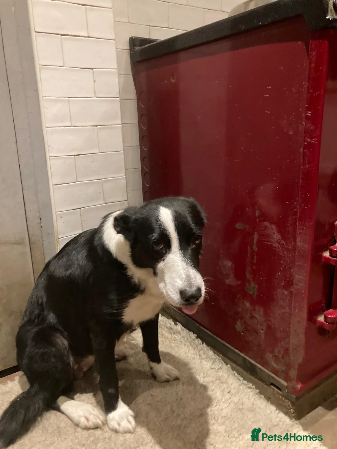 Border Collie dogs for sale: 5 Border Collie Puppies in Malton - Advert 13