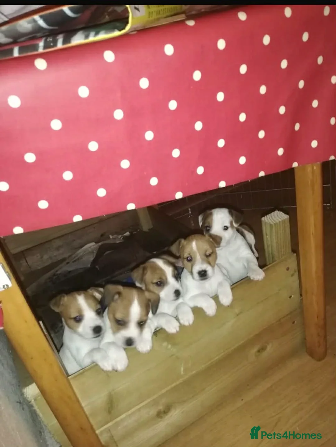 Jack Russell dogs for sale: 6 Jack Russell puppies  - Advert 11