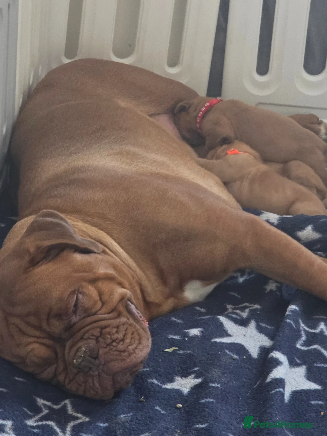 Dogue De Bordeaux dogs for sale: Dogue De Bordeaux Puppies  in Coventry - Advert 1