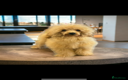 Cavapoo dogs for sale: Tiny Cavapoo puppies - Image 8