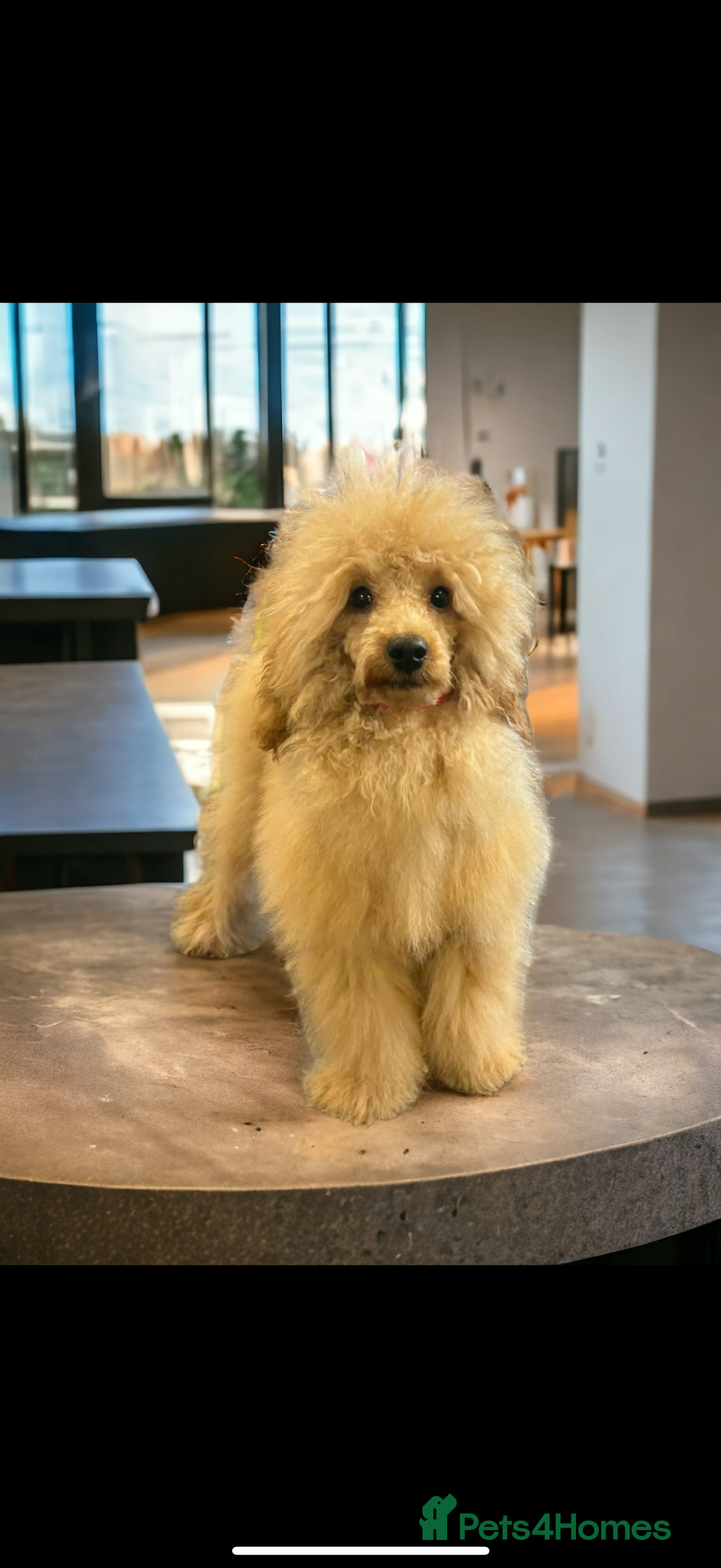 Cavapoo dogs for sale: Tiny Cavapoo puppies - Image 8