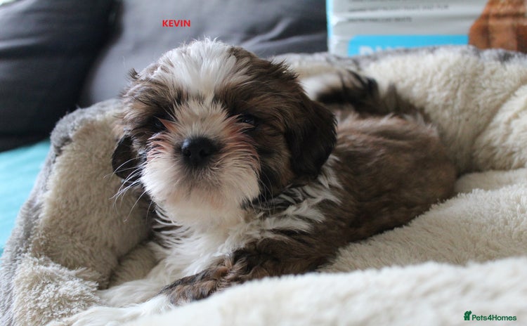 Shih Tzu dogs - Advert 1