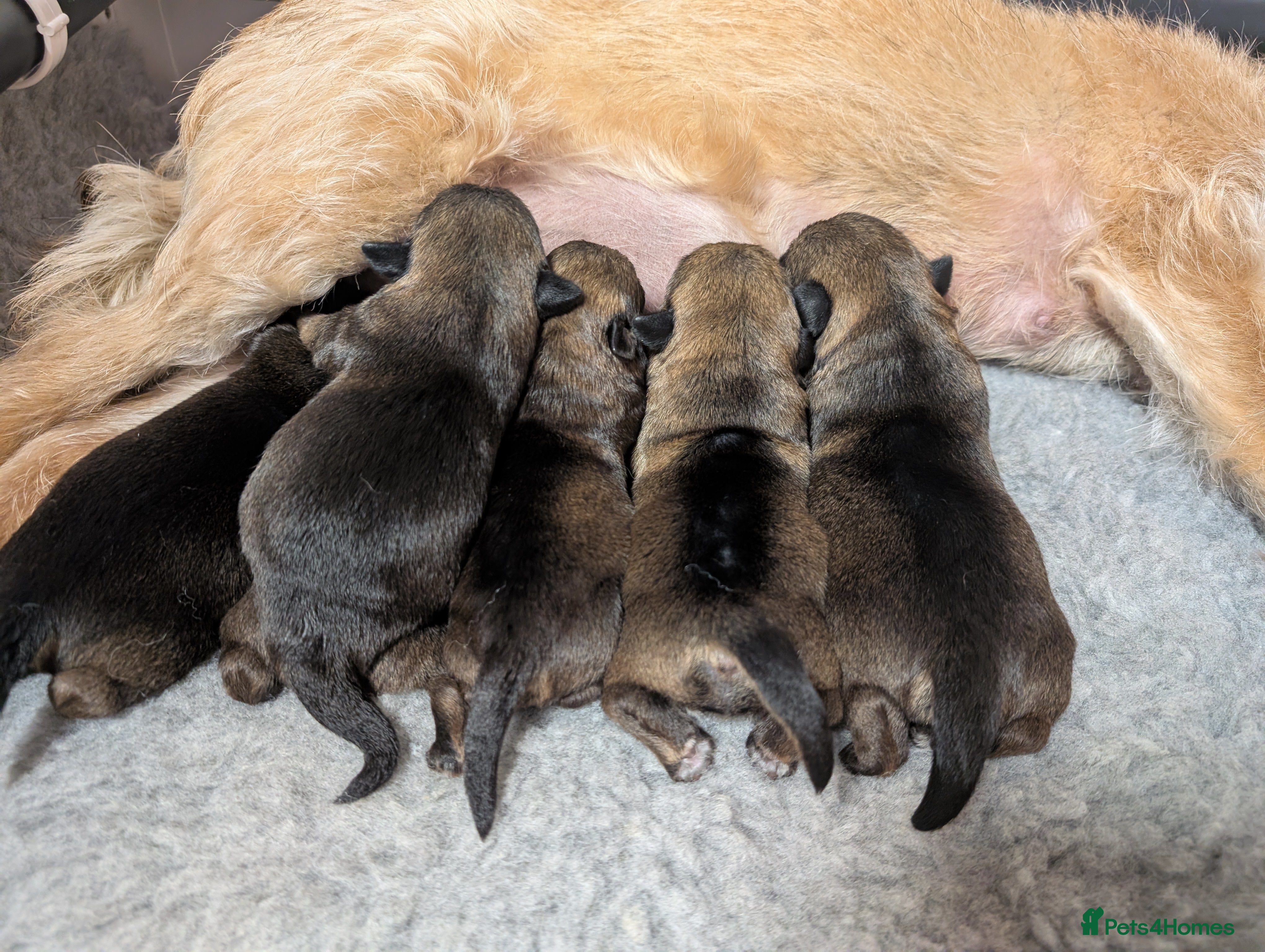 Border Terrier dogs KC Registered Champion Bloodline pups - Advert 2