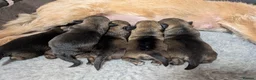 Border Terrier dogs for sale: KC Registered Champion Bloodline pups - Advert 2