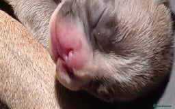 French Bulldog dogs for sale: Blue merle fawn genes - Image 6