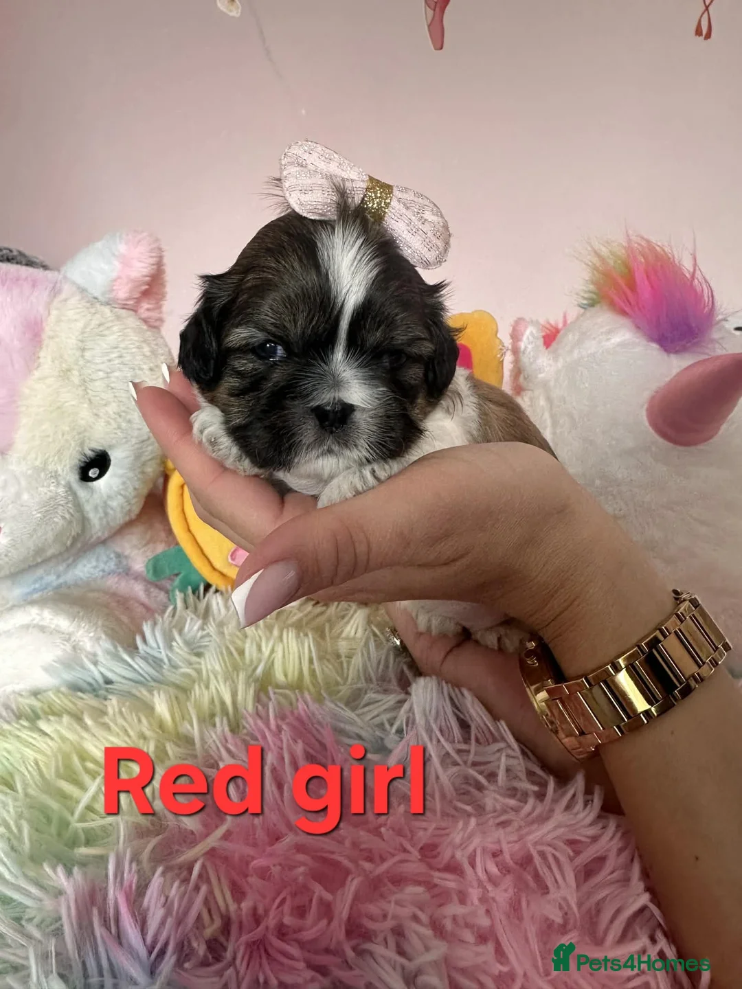 Shih Tzu dogs for sale: 🥰🐾 Adorable Shih Tzu Puppies 🐾🥰 - Advert 22
