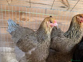 Chickens poultry Brahma gold patridge, black patridge, pekin bantam - Advert 3