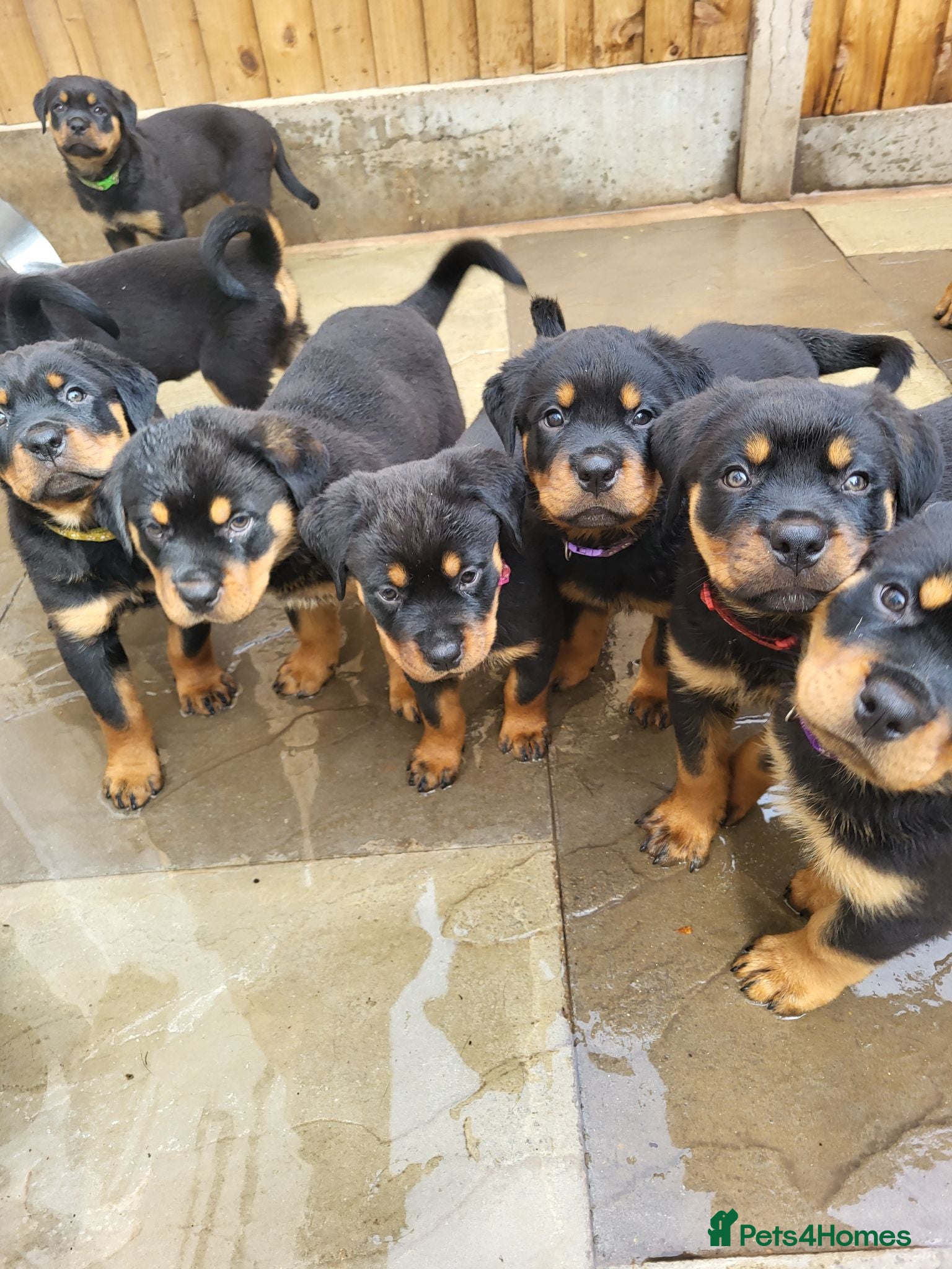 Rottweiler dogs Rottweiler pupps for sale  - Advert 1