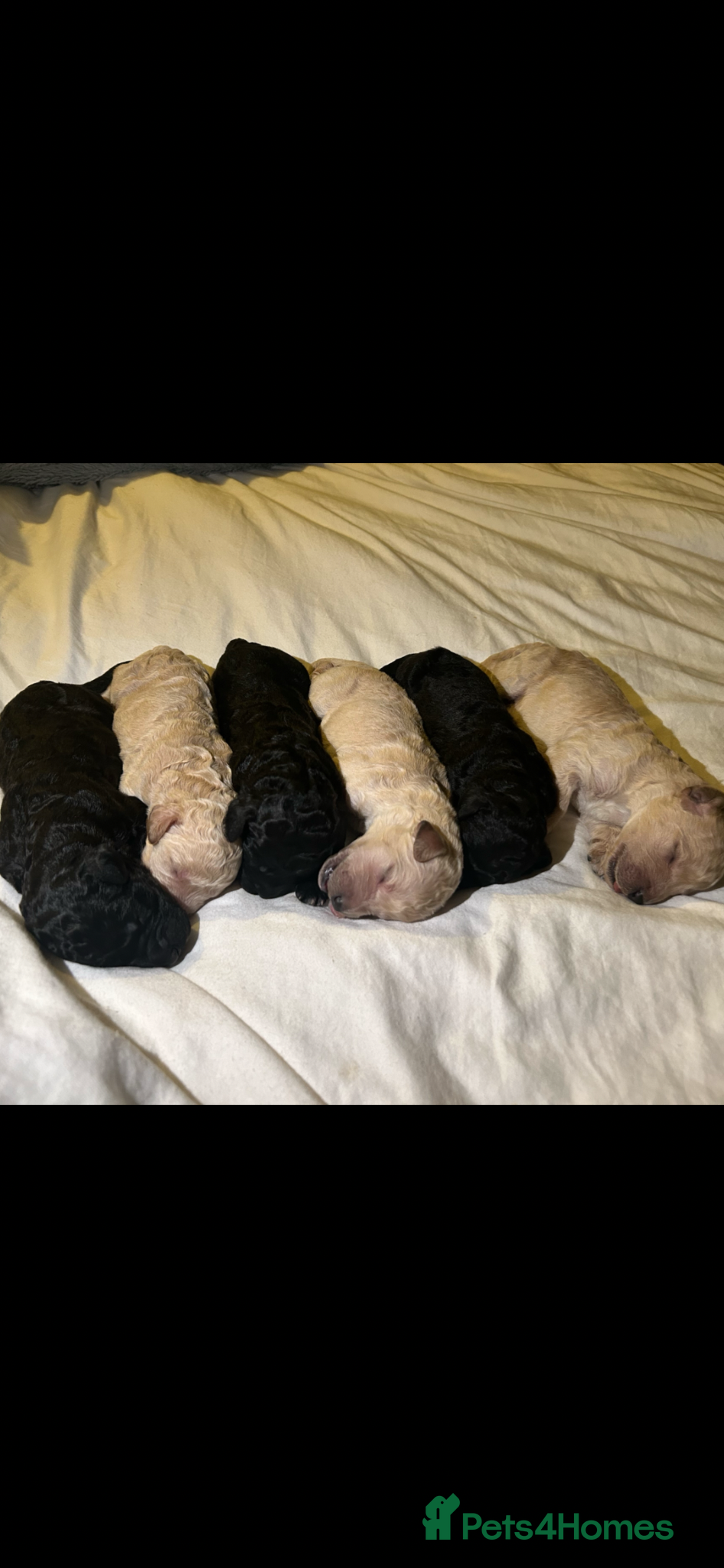 Labradoodle dogs Stunning f2bb standard labradoodles   - Advert 12