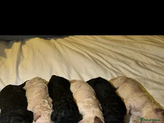 Labradoodle dogs Stunning f2bb standard labradoodles - Advert 12