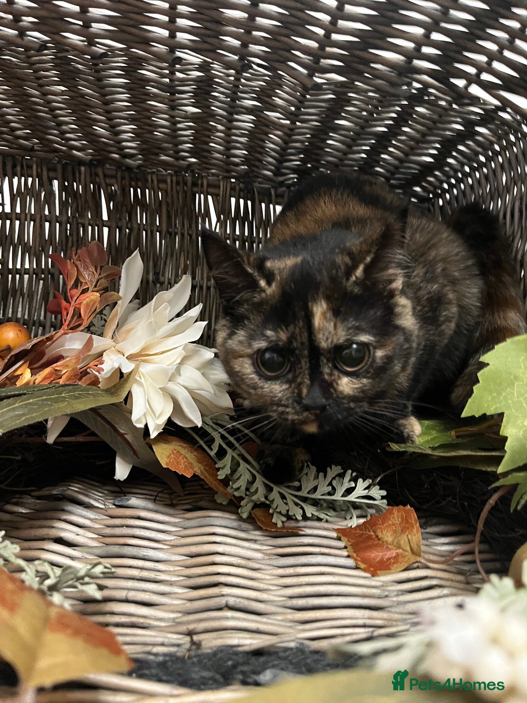 British Shorthair cats for sale: REDUCED Two tortoise shell kittens 5 month old  - Image 5