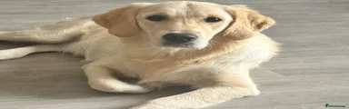 Golden Retriever 1