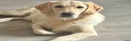 Golden Retriever dogs for sale: 9 MONTH FEMALE - Advert 3