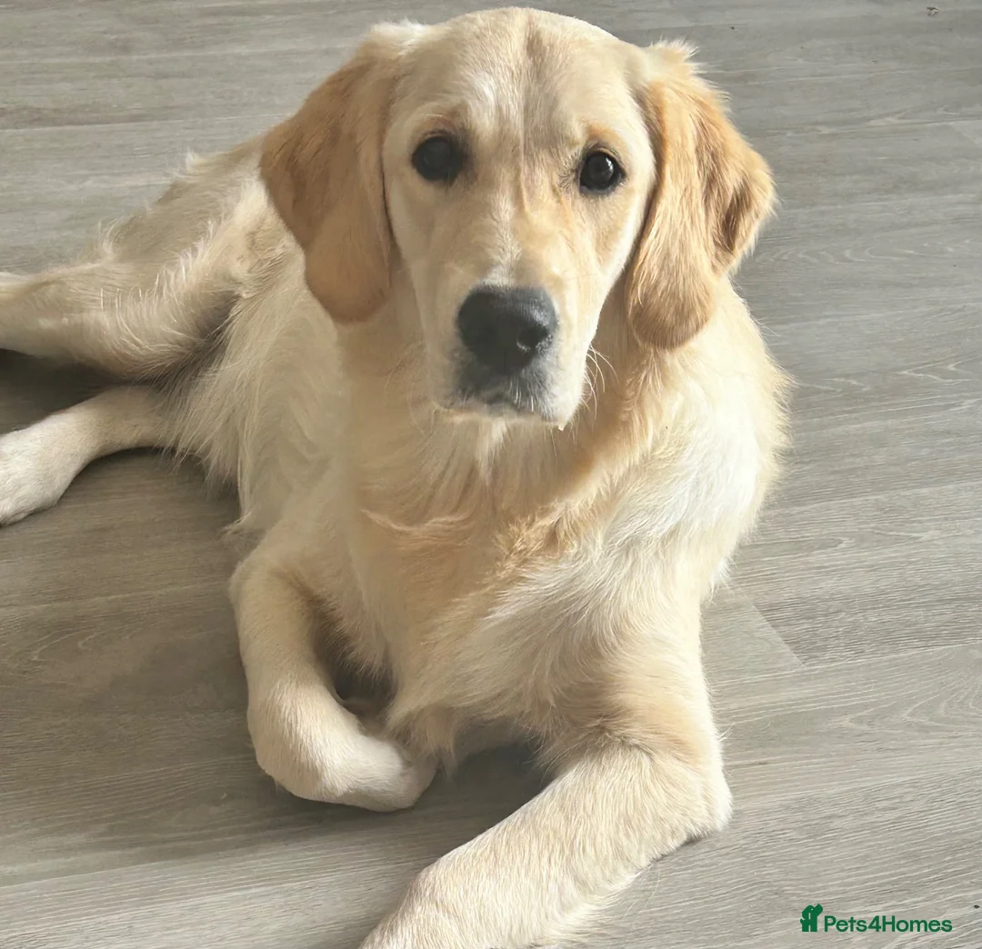 Golden Retriever dogs for sale: 9 MONTH FEMALE - Advert 3