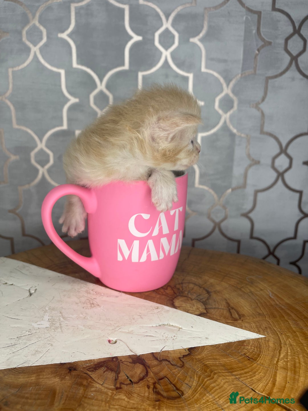 Maine Coon cats for sale: 🐾💛5 Sweet Maine Coons looking for forever home💛 - Advert 36