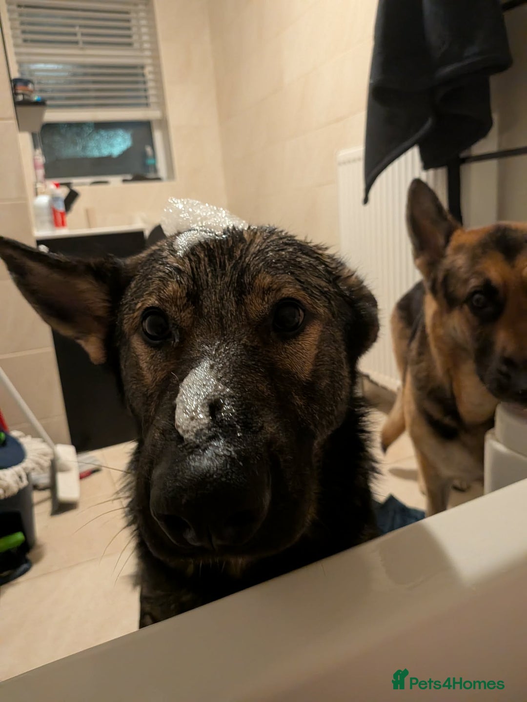 German Shepherd dogs for sale: 17 month GSD male (intact) - Advert 10