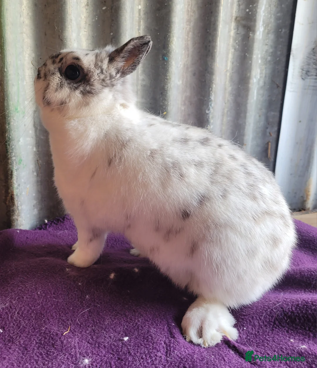 Netherland Dwarf rabbits for sale: Beautiful 'Bubble' Netherland Dwarf doe - Advert 4