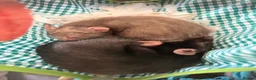 Rat rodents for sale: Two female rats in Wolverhampton - Advert 2