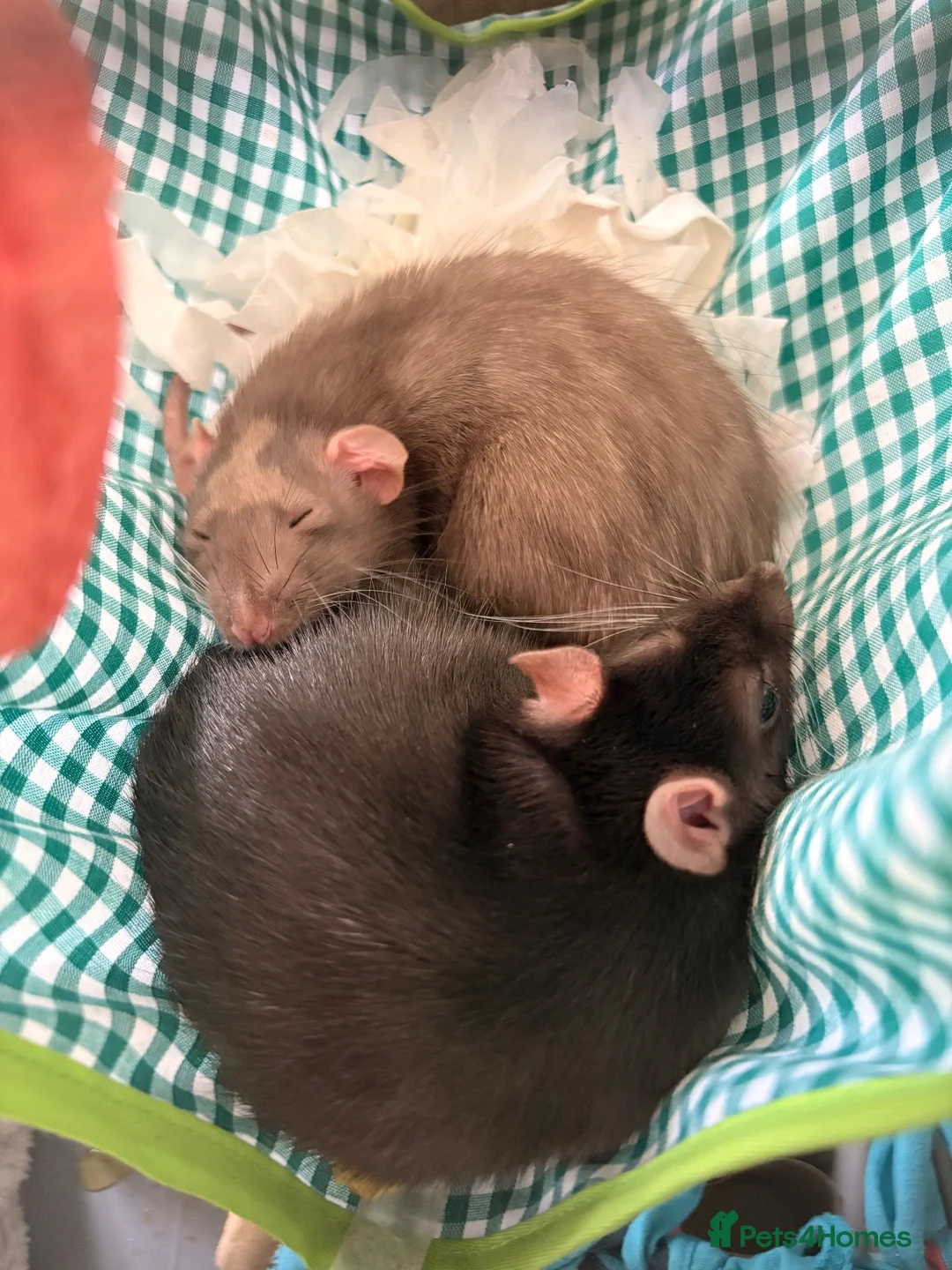 Rat rodents for sale: Two female rats in Wolverhampton - Advert 2