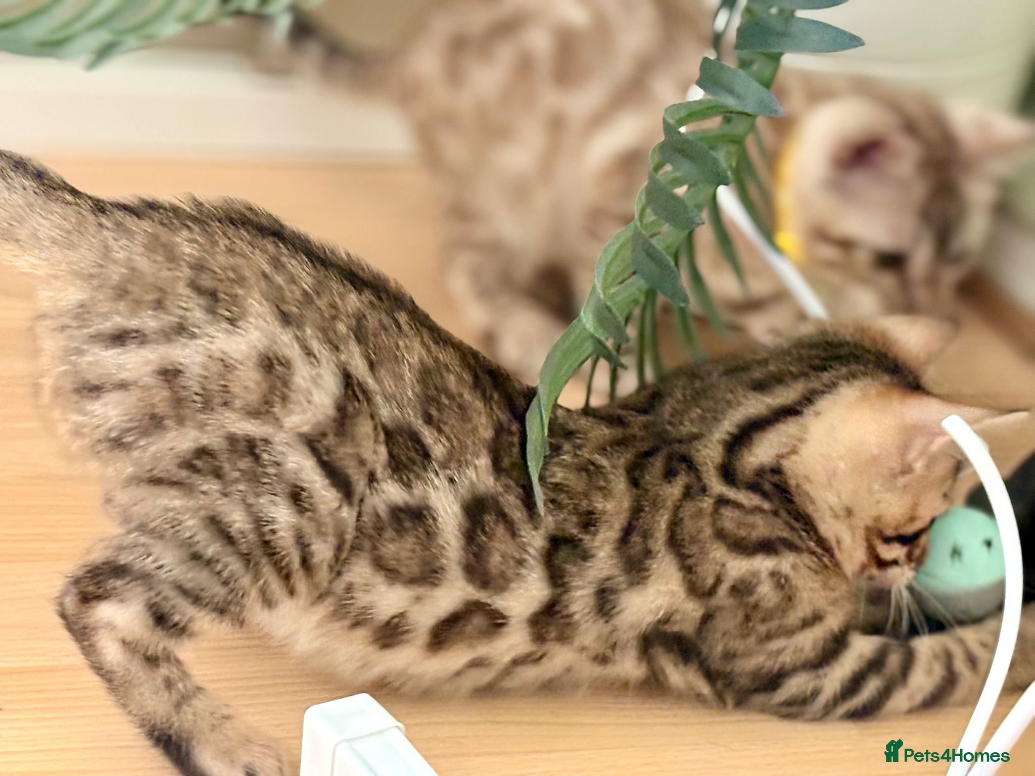 Bengal cats TICA registered Glitter Bengals  - Advert 2