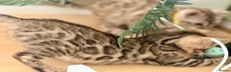Bengal cats for sale: TICA registered Glitter Bengals  - Advert 2