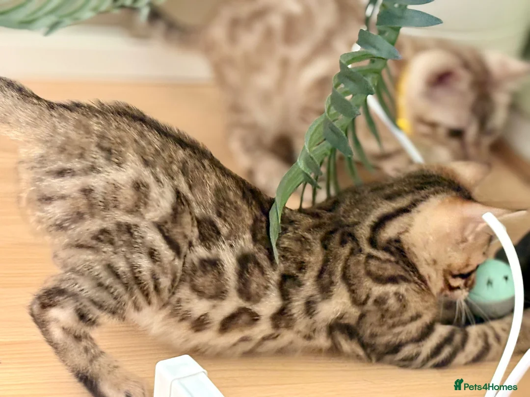 Bengal cats for sale: TICA registered Glitter Bengals  - Advert 2