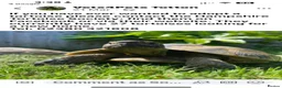 Hermann Tortoise reptiles for sale: 2 Hermann tortoises - Advert 4
