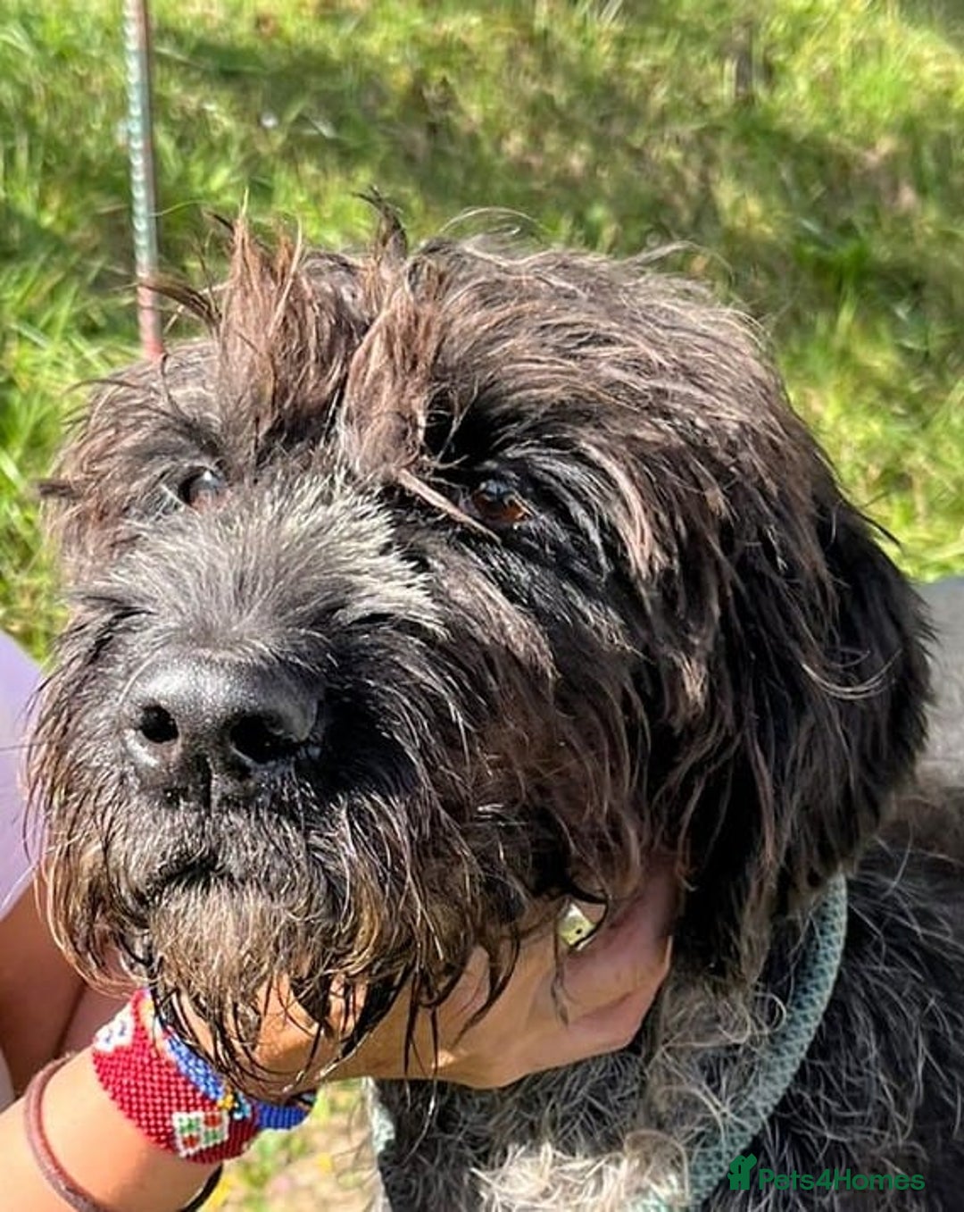 German Wirehaired Pointer dogs for adoption: German Wirehaired Pointer Orla  - Advert 2