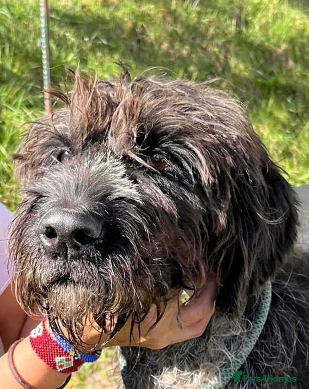 German Wirehaired Pointer dogs for adoption: German Wirehaired Pointer Orla  - Advert 2