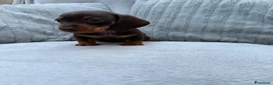 ROLO