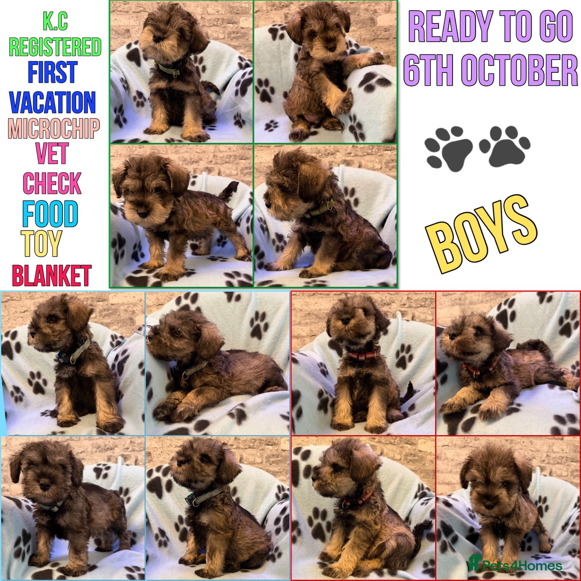 Miniature Schnauzer dogs K.C miniature schnauzer  - Advert 14
