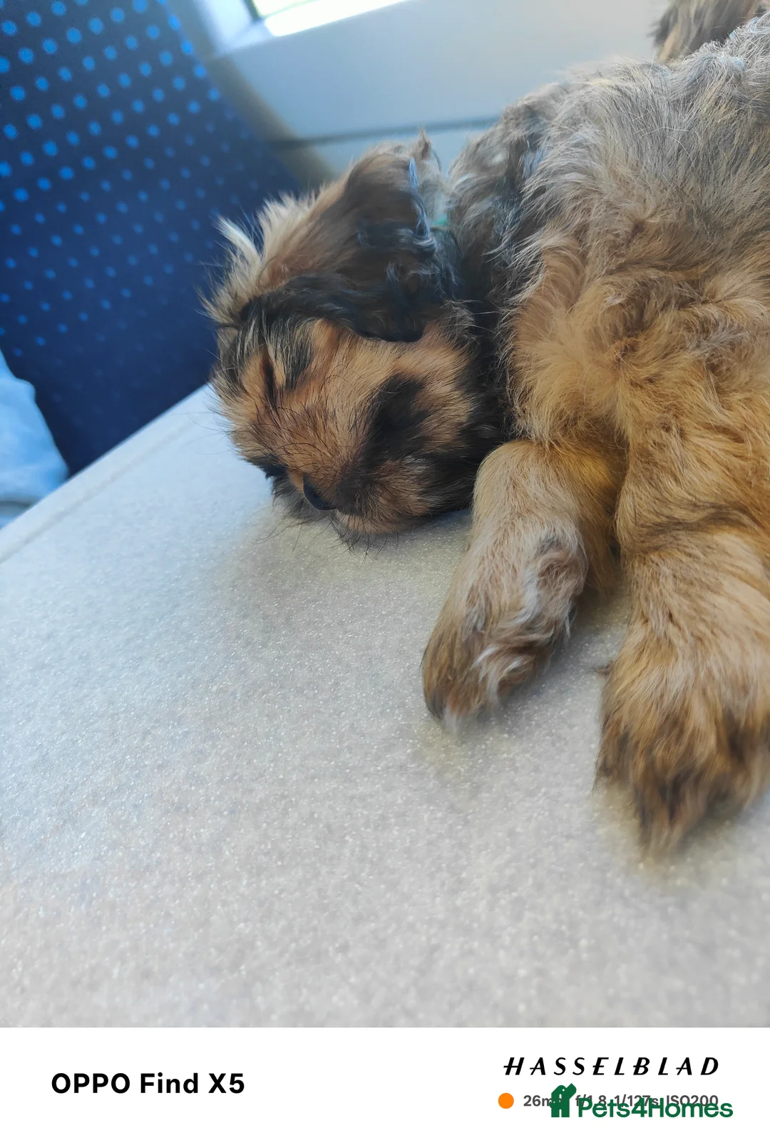 Cava Tzu dogs for sale: CAVA TZU FOR SALE - Advert 2