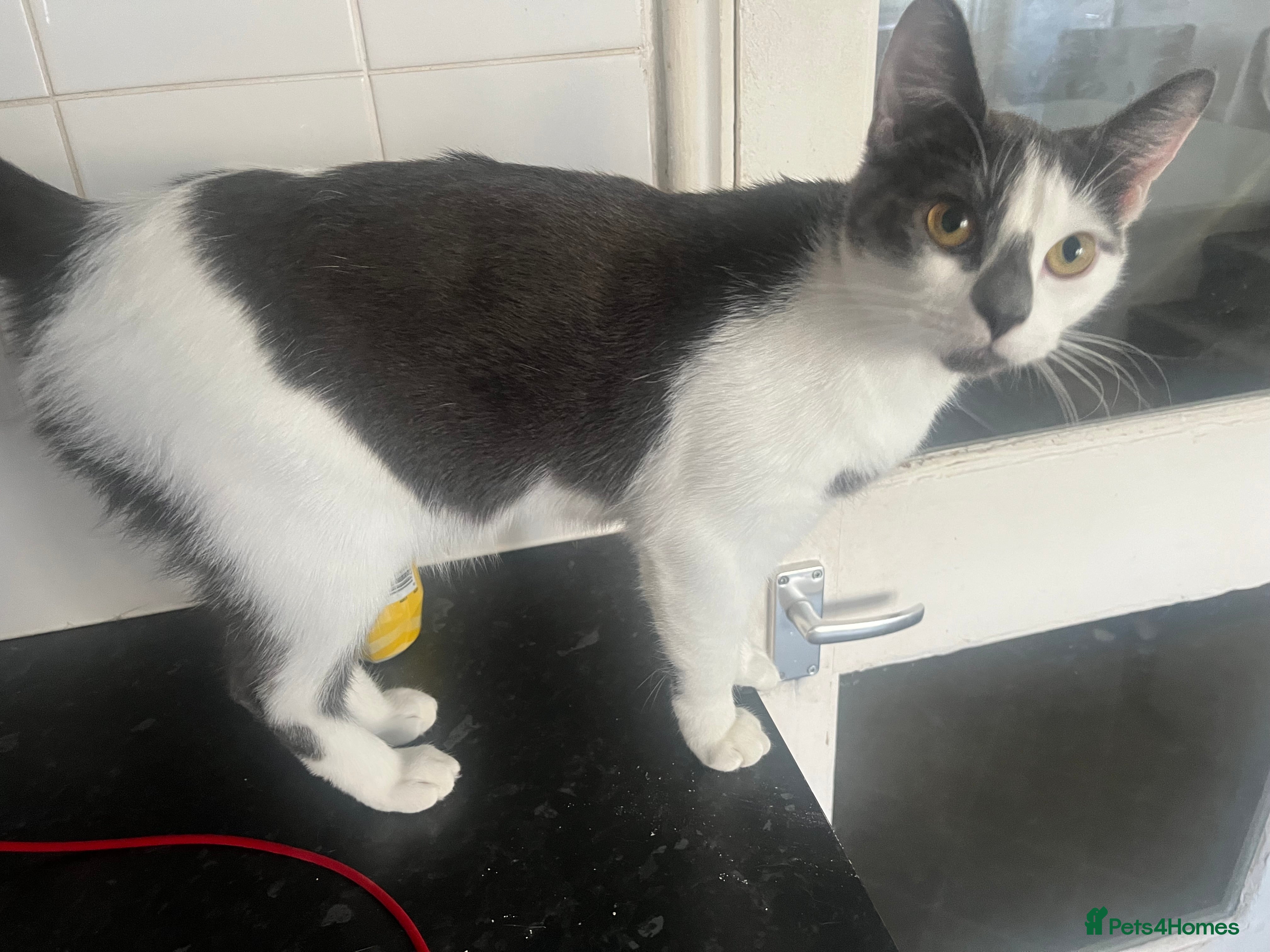 Mixed Breed cats Beautiful friendly cats in Plymouth - Advert 1