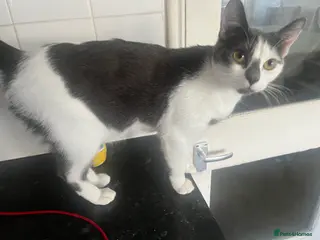 Mixed Breed cats Beautiful friendly cats in Plymouth - Advert 9