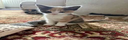 Mixed Breed cats for sale: Lovely little girl kitten for sale - Advert 6