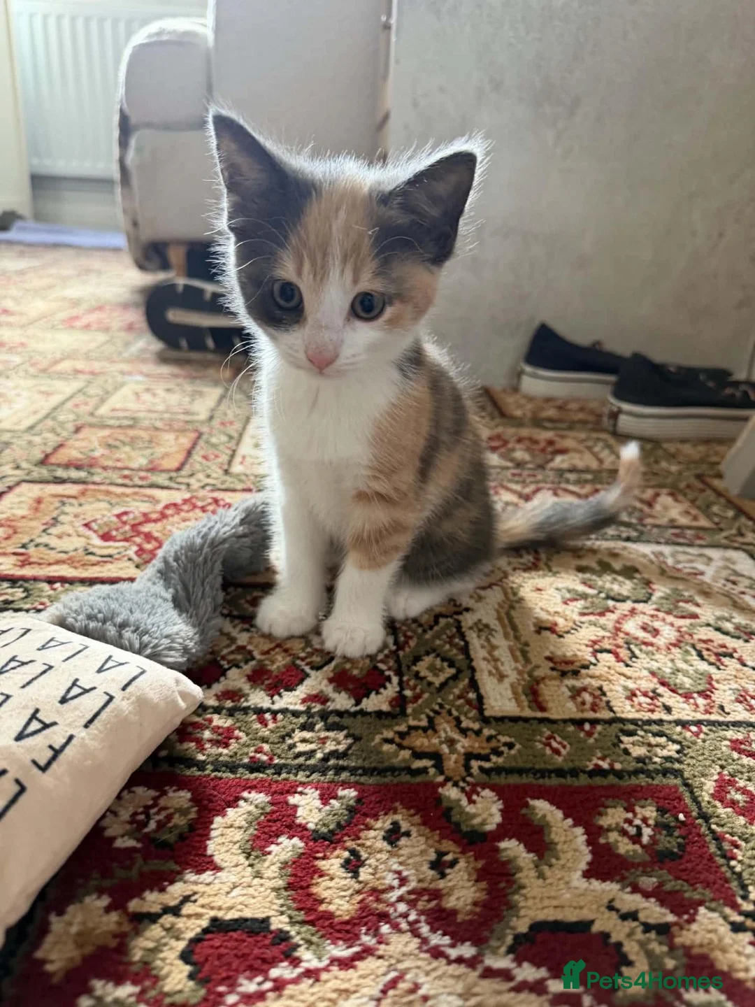 Mixed Breed cats for sale: Lovely little girl kitten for sale - Advert 6