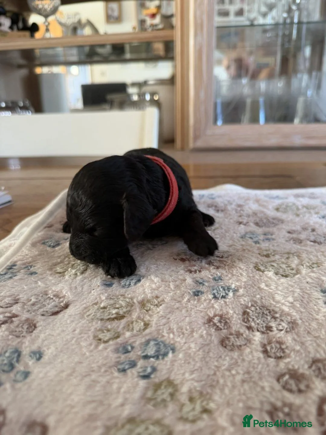 Cockapoo dogs for sale: Beautiful Cockapoo Puppies — 2 Boys, 2 Girls in Norwich - Advert 5