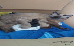 Perdoll cats for sale: Luxury Perdoll Kittens Available To Reserve  - Image 17