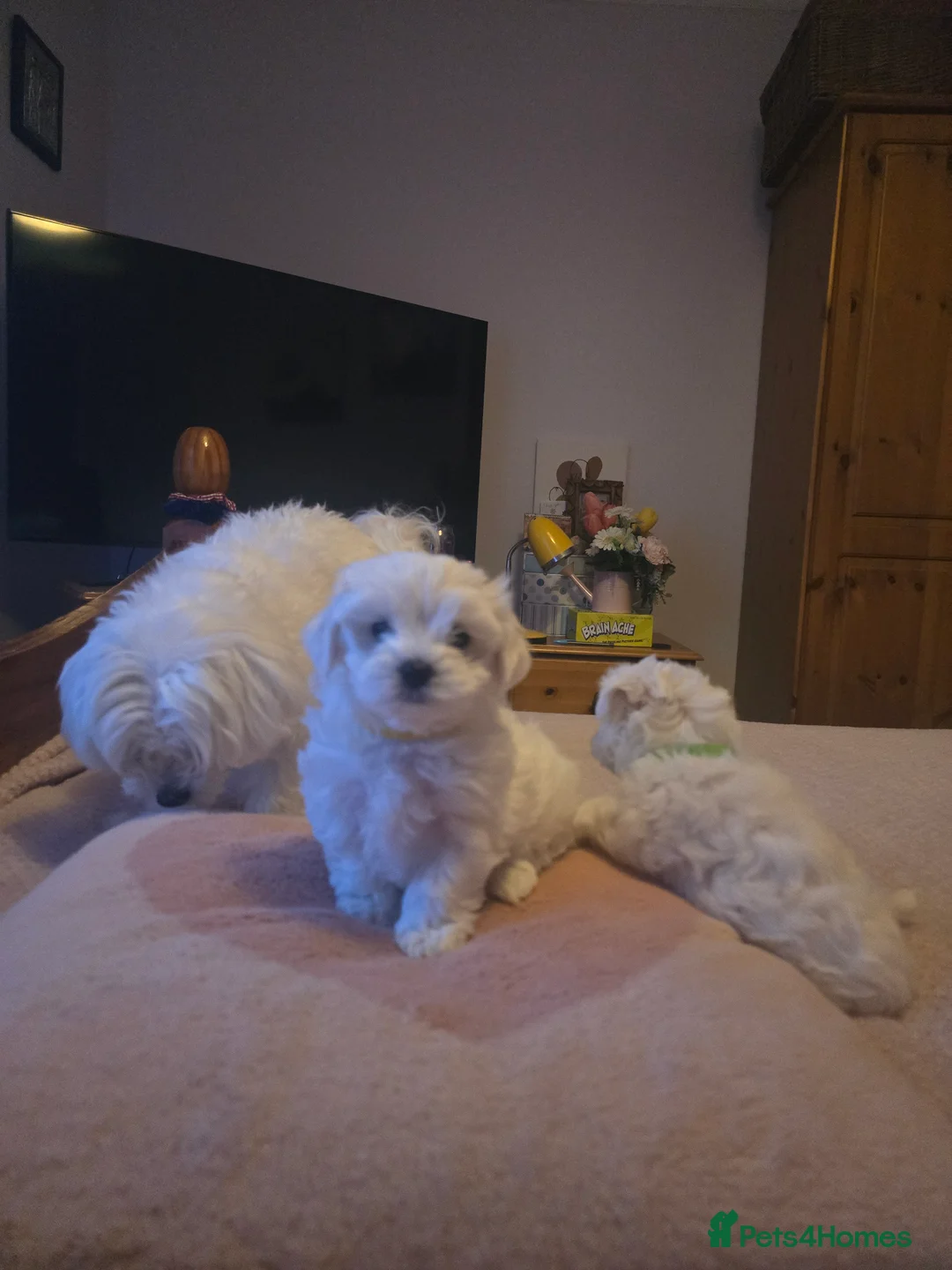 Maltese dogs for sale: 3 fluffy and lovely maltese girls for sale - Advert 4