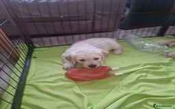 Golden Retriever dogs for sale: 🐾🐕 3 male Golden Retriever Puppies 🐶 🐕‍🦺 - Image 11