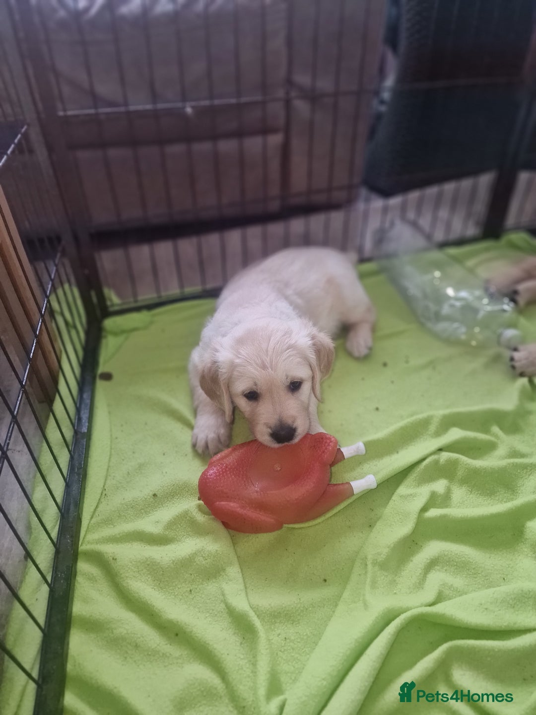 Golden Retriever dogs for sale: 🐾🐕 3 male Golden Retriever Puppies 🐶 🐕‍🦺 - Image 11
