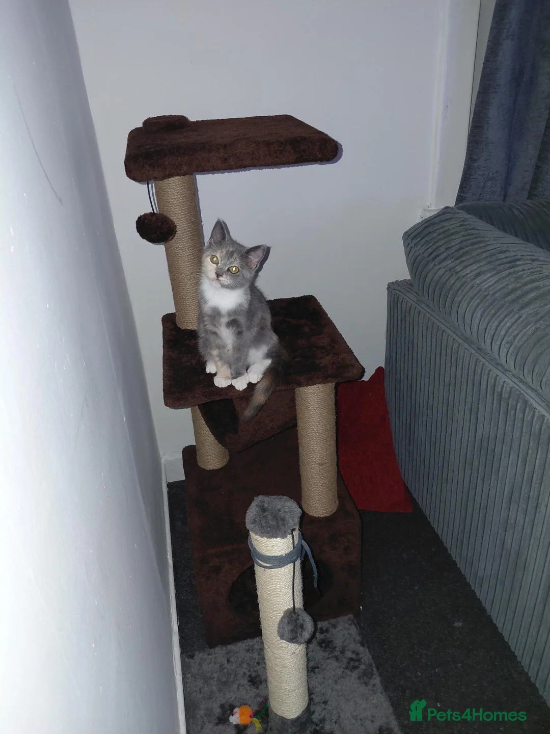 Persian cats for sale: 4 month old persian kutten called zora in Carluke - Advert 1